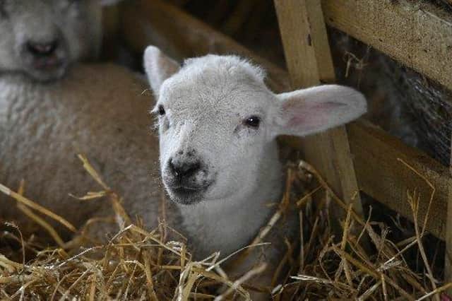 Lambing season is a key time for vets.