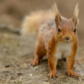 Red squirrel conservation work has received a boost. Picture: John Bridges