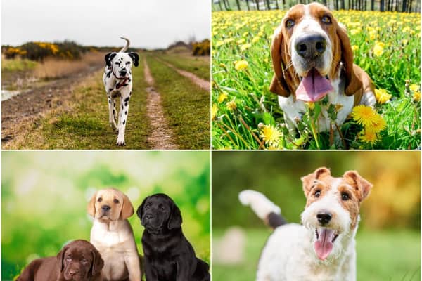 These are the top 10 cutest dog breeds, according to the research