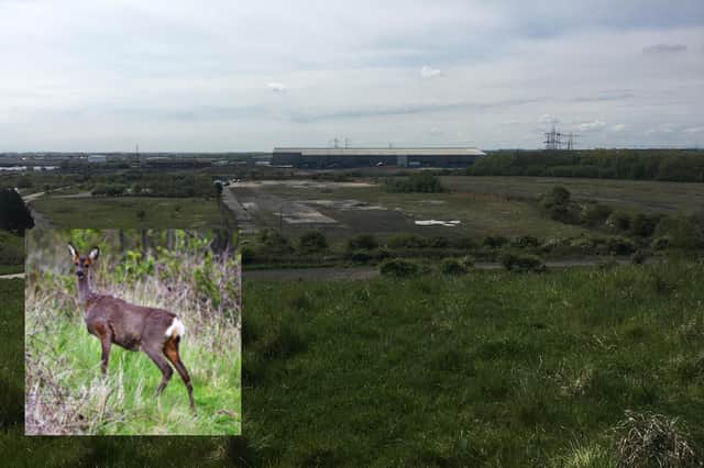 The Britishvolt site in Cambois and (insert) one of the Roe deer found living on it.