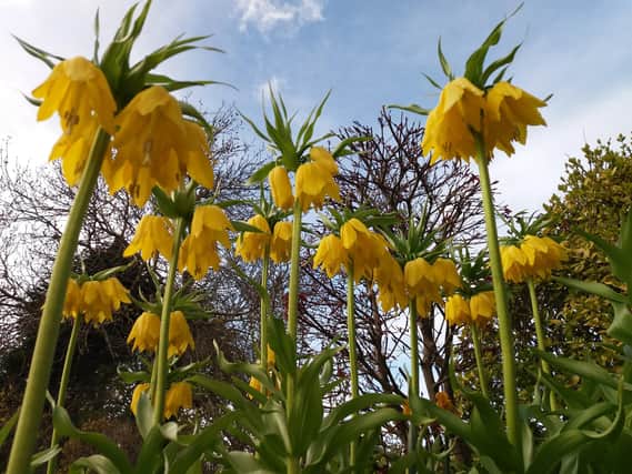 Magnificent flowering fritillaria, Crown Imperial.  Picture by Tom Pattinson