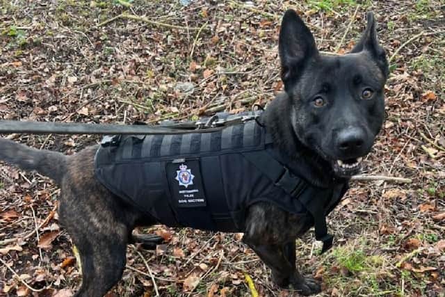 Police Dog Ace is a three-year-old Dutch Herder.