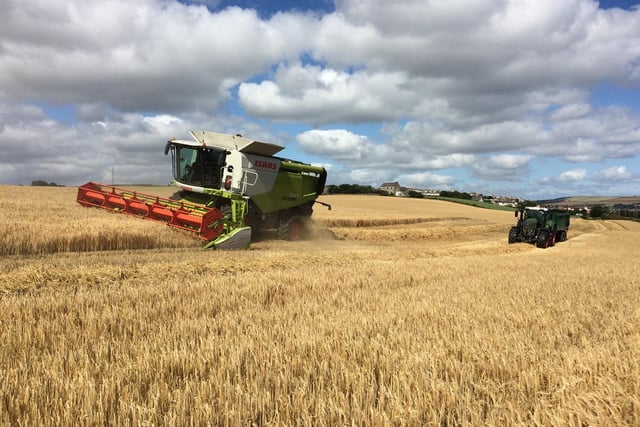 Harvesting in the Scremerston area.