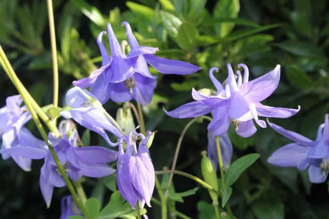 Aquilegia is poisonous. Picture by Tom Pattinson
