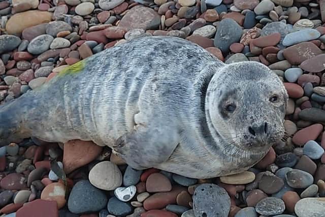 Kiwi was rescued from a Northumberland beach after being attacked by a dog.