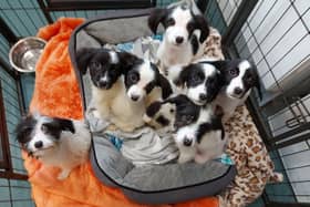 A batch of eight puppies.