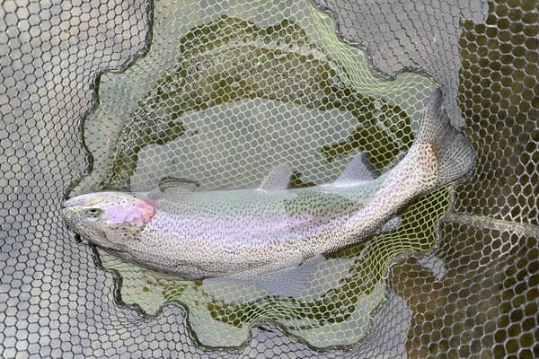 A rainbow trout Picture: Bob Smith
