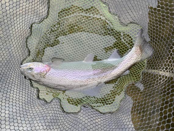 A rainbow trout Picture: Bob Smith