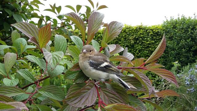 Chafffinch nests in a viburnum. Picture by Tom Pattinson