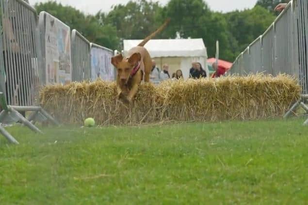 Dogs of all shapes and sizes, ages and breeds enjoyed a range of have-a-go activities.