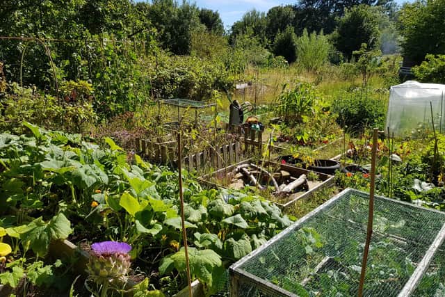 Park Road Allotments in London.