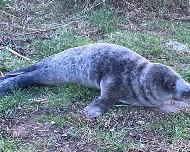 The seal at Briardene, Whitey Bay was found unharmed after the incident was reported. (Photo by LDRS)