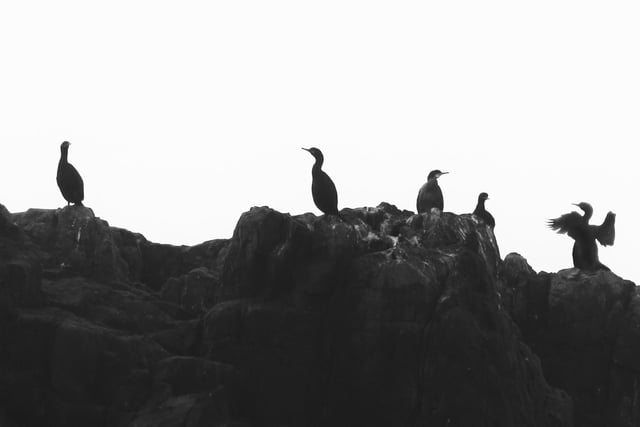 'Ducks' in a Row, by Laura Venus