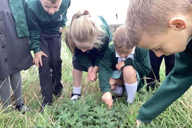 The children have been discovering all sorts of nature on their school site.