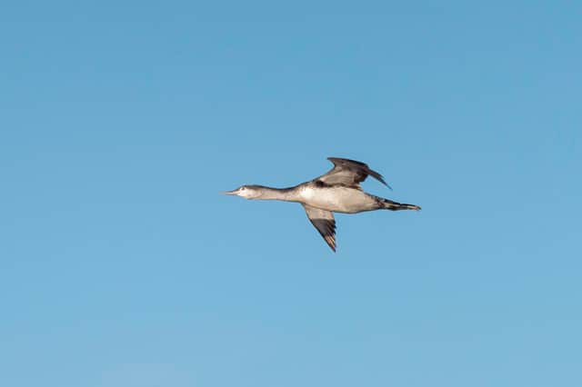 Red-throated Diver in winter plumage in flight (c) Iain Robson
