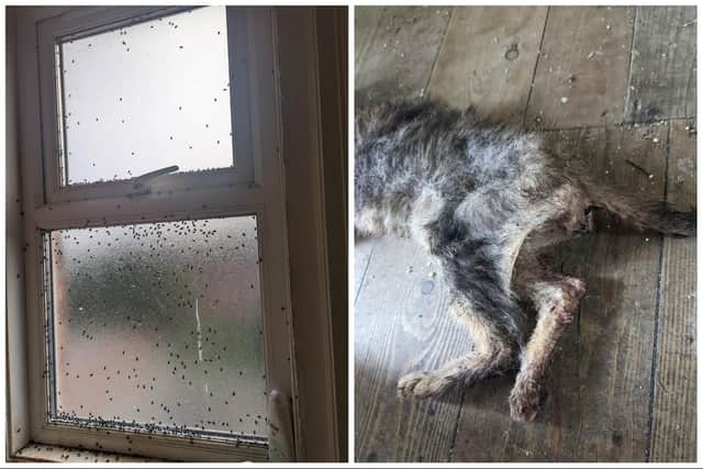 Megan the cat starved to death in a filthy house riddled with flies.