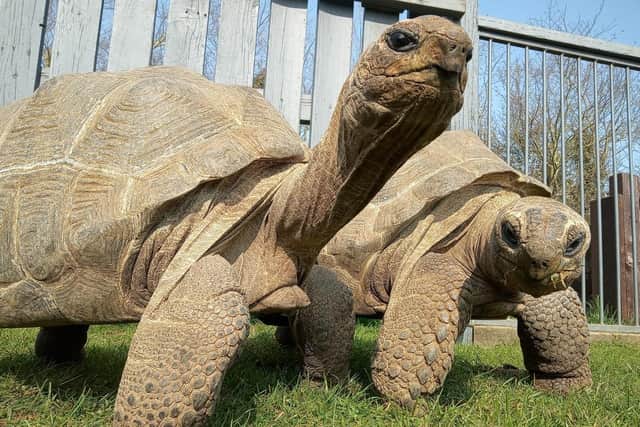 Giant tortoises will be at the Glendale Show.