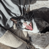 Dental checks important for dogs and cats too