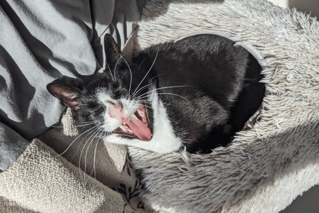 Cats and dogs should have dental check ups too.