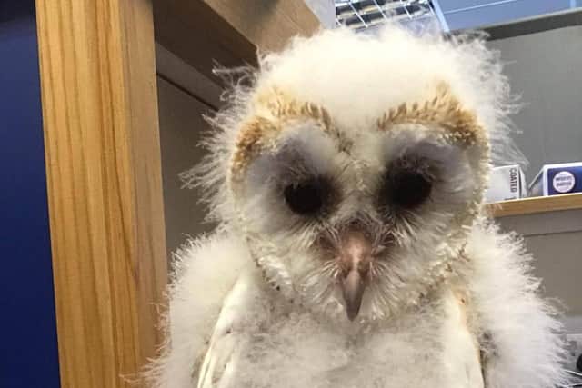 August the owlet is on the mend after vets treated his broken leg.