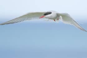 Arctic Tern by Paul Appleby.