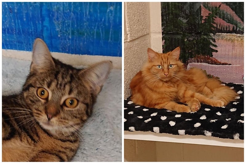 Tiggy and Sweetcorn are looking for a home that they can move to together. They are around three years old and are friendly cats who just want a loving home.