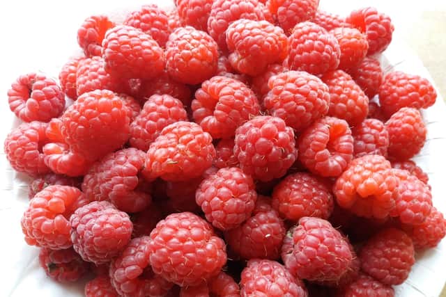 Raspberries galore. Picture by Tom Pattinson