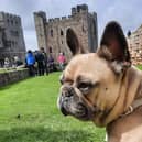 A dog-sitting service at Bamburgh Castle has proved popular.