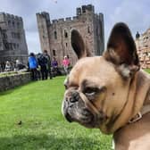 A dog-sitting service at Bamburgh Castle has proved popular.