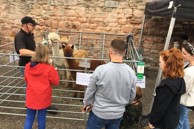 The festival included an alpacas attraction.