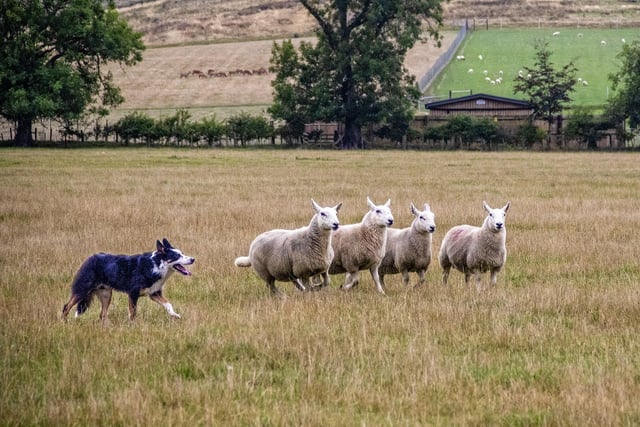 Sheepdog trials.