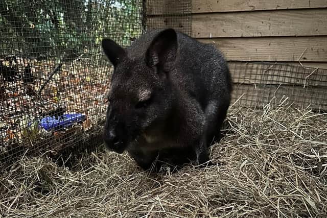 Choppy the wallaby is now on the road to recovery thanks to Blyth Wildlife Rescue.