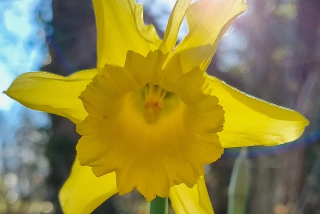Daffodils are said to symbolize new beginnings - and they're one of the first signs of spring.