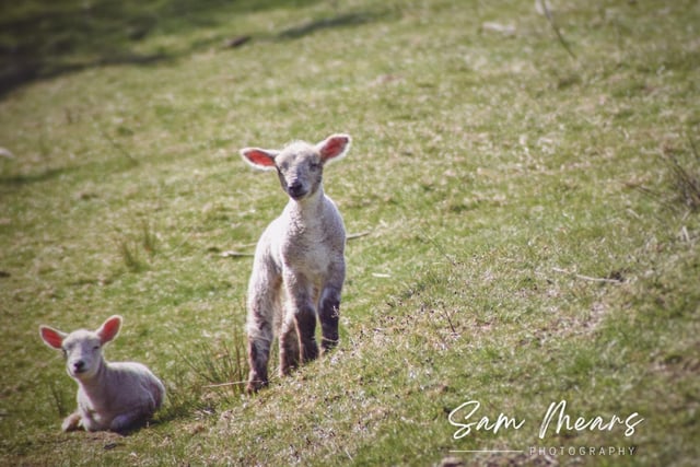 Some spring lambs pose for the camera. Say cheese!