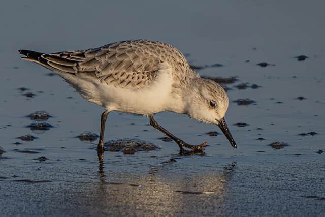 Glyn Trueman achieved third place with Sanderling looking for Food.