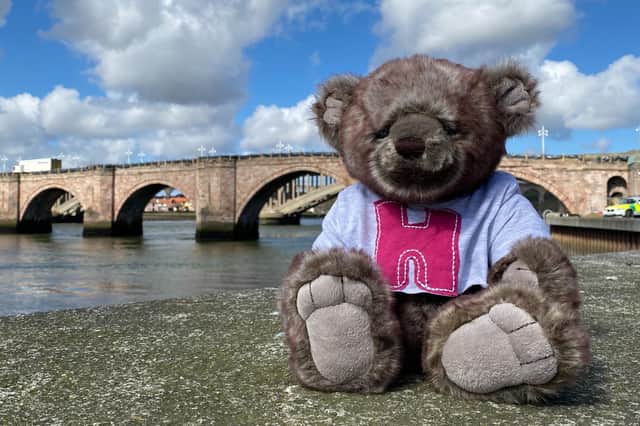 Bari Bear is the Berwick Heritage Open Days mascot. Picture by Siobhan Bankier.