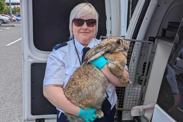 The largest rabbit weighed over 8kg.