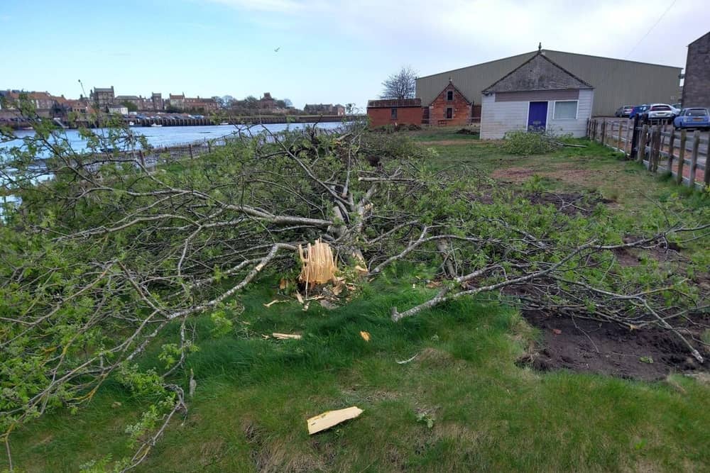 One of the trees that were removed from a grass area within the Berwick Harbour Commission estate.