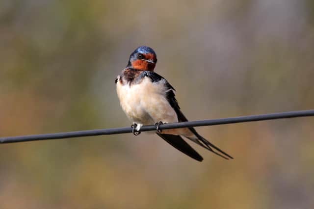 The first Swallow arrived back at Howick on March 10. Picture by Stewart Sexton