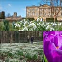 Spring at Howick Hall Gardens. Pictures: Jane Coltman
