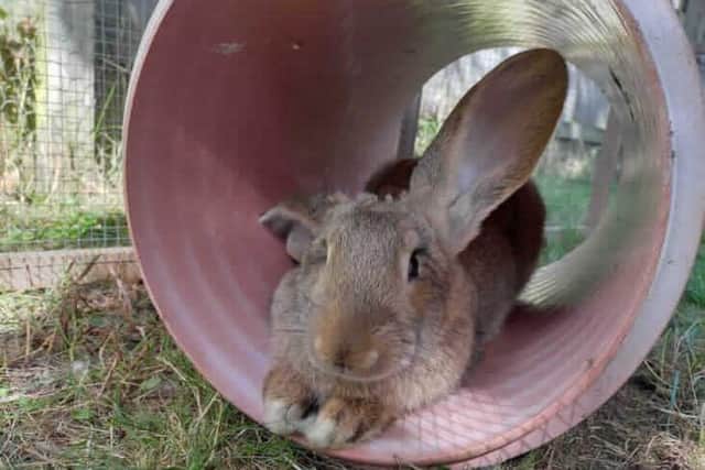 This giant rabbit, named Cookie Crisp, was one of 42 rescued in Ashington in July.