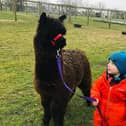 Alpaca walks will be available at the Northumberland County Show.