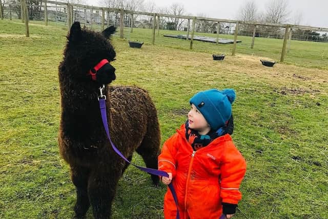 Alpaca walks will be available at the Northumberland County Show.