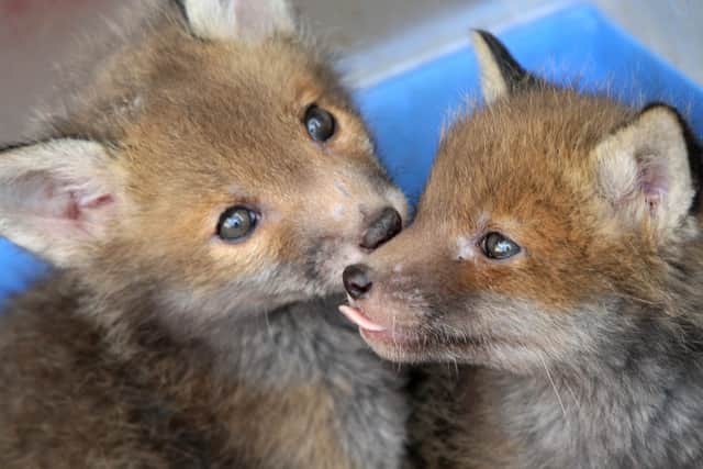 Five week old fox cubs at the Blyth Wildlife Rescue Centre