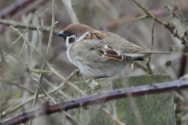 Tree Sparrow, with its distinctive 'chocolate brown' crown and beauty spot on its cheek -
