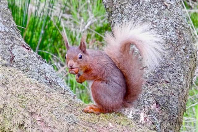 Chewing on a nut and waiting for corporate supporters. Picture: Bonnie Sapsford.