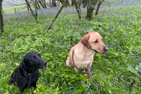 The Alnwick committee of the NSPCC has organised a bluebell walk at Ratcheugh.