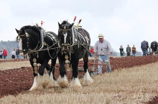 Jim Elliott, the present British Horse Ploughing Champion, from Maud, Aberdeenshire will be ploughing on both days with his horses, Tom and Pat.