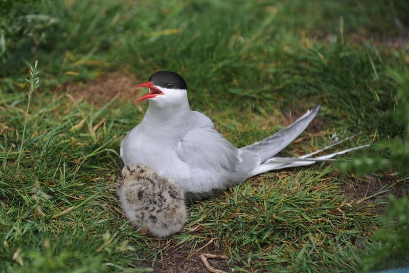 Without doubt the species with the most presence on the islands are the Arctic Terns.  By the beginning of June, the majority of the terns are down on eggs and a few weeks later we will begin to find the newest generation of this truly remarkable species. By the end of the year, some of these birds will be somewhere in the Southern Hemisphere.