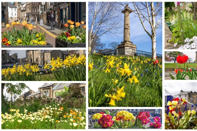 A montage of Alnwick's summer and spring floral displays.